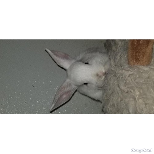 Mini lop/ lionhead baby rabbits! ...long island ny